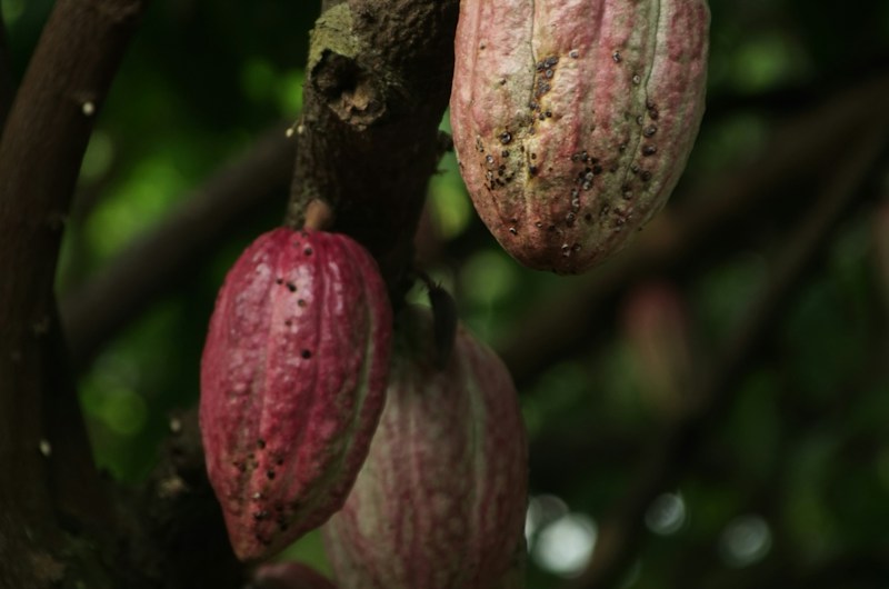 Cacao, agriculture Côte d'Ivoire