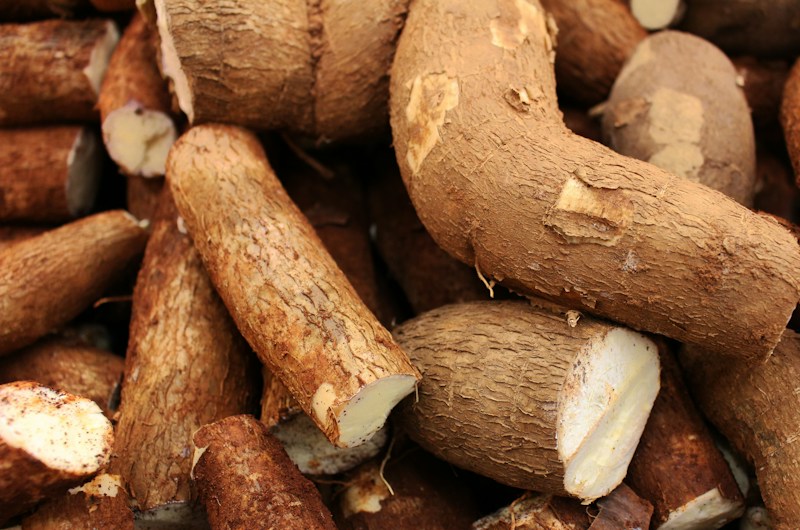 Manioc, culture vivrière Côte d'Ivoire