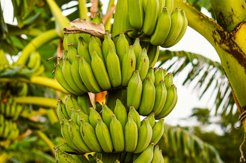 Banane plantain, culture vivrière Côte d'Ivoire