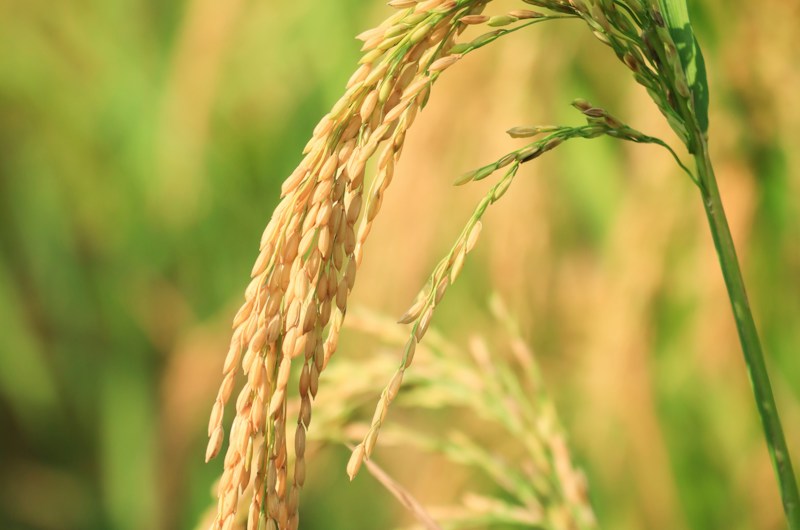 Riz, culture vivrière Côte d'Ivoire